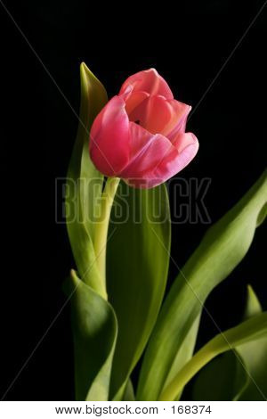 Beautiful Tulip