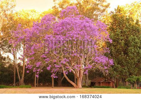 Purple Jacaranda tree in full bloom with log chapel beside. Australia country scene.