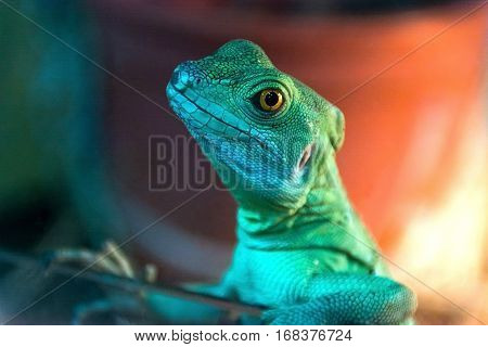 Basilisk leaned on the fence like a human