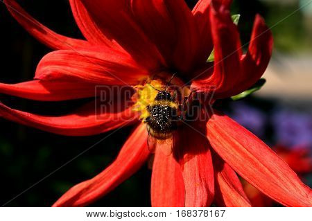 tsmel flower and help each other in the summer
