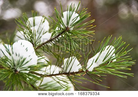 Detail from conferious tree covered with snow in winter at mountain Kozomor, Serbia