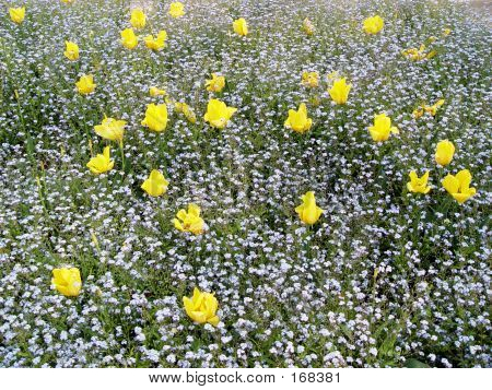 Gelbe Tulpenfeld