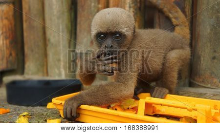 Curious baby Chorongo monkey eating fruit in the El Coca Zoo staring at the camera lens. Common names: Woolly monkey, Chorongo monkey. Scientific name: Lagothrix lagothricha