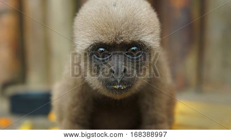 Curious baby Chorongo monkey looking at the camera very close to the lens. Common names: Woolly monkey, Chorongo monkey. Scientific name: Lagothrix lagothricha