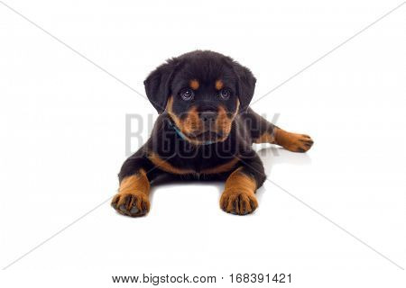 Little Rottweiler puppy dog, isolated on white background