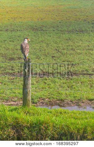 Southern Caracara