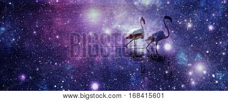 Close up of a lesser Flamingos in the water