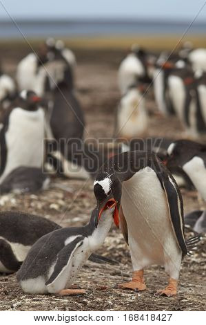 Gentoo Penguin (Pygoscelis papua) regurgitating food to feed its chick on Bleaker Island in the Falkland Islands