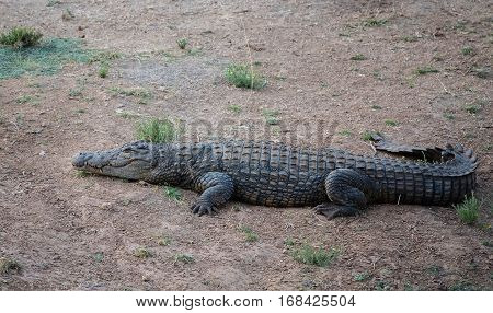 Crocodile in the Etosha National Park in Namibia South Africa