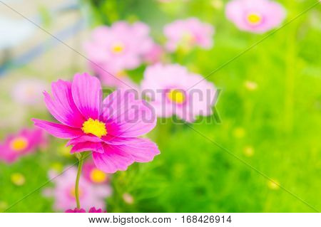 cosmos flowrs in the park pink flowrs in the garden with sunlight vintage style
