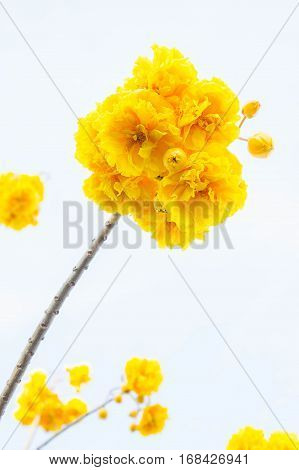 Yellow cotton flowers Silk Cotton flowers Tree beautiful in sky