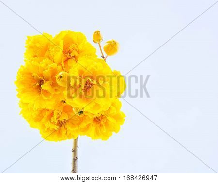 Yellow cotton flowers Silk Cotton flowers Tree beautiful in sky
