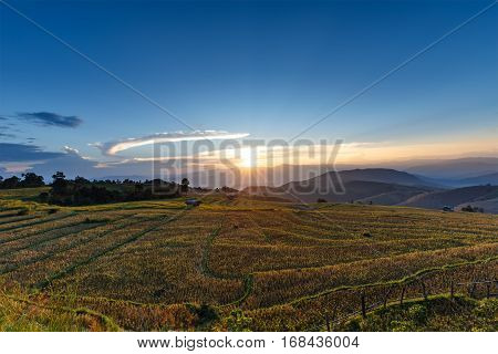 Sunset over mountain with rice field and stubble left after harvesting and corn field at Ban Pa Pong Piang Chiang Mai province Thailand