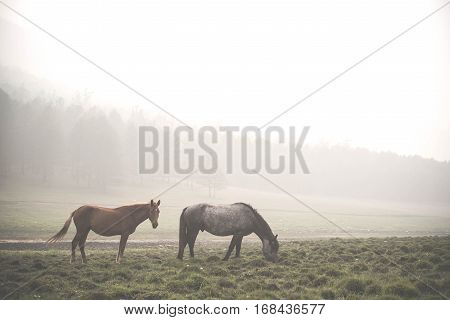 Horses Arounded Fog On Olkhon Island. Baikal