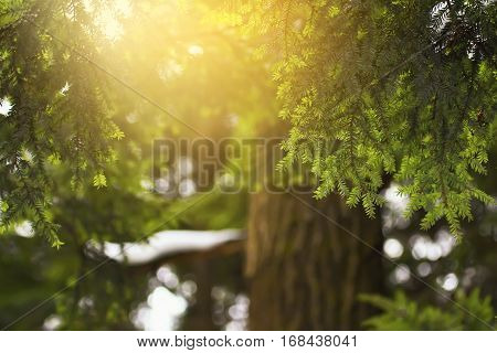 evergreen coniferous tree hemlock colorful natural background in backlit