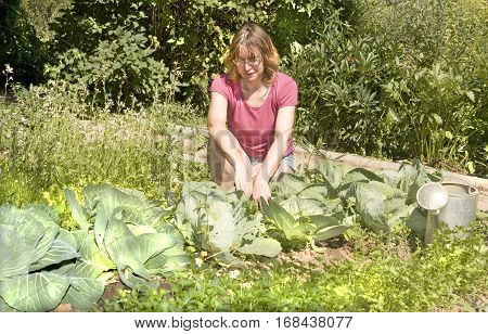 European woman weeding cabbage in garden. in aummer