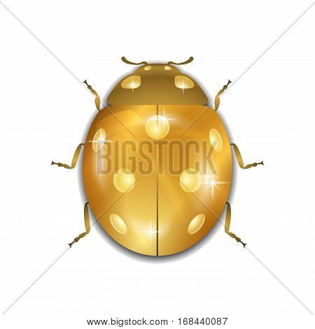Ladybug Gold Insect Small Icon