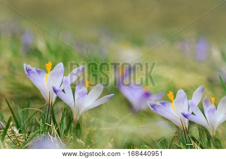 Blue crocus flowers blooming on spring meadow. Easter photo with copyspace