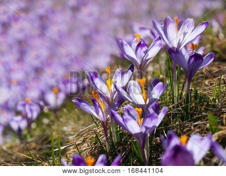 Purple crocuses on a meadow at springtime