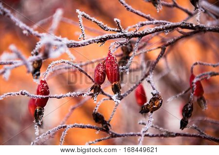 The Briar Bush Covered By The Snow
