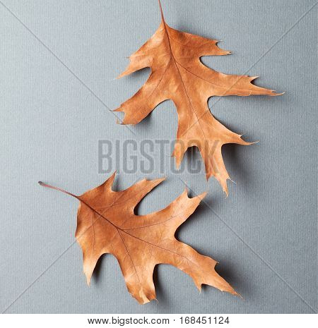 Autumn oak leaves on grey aper background