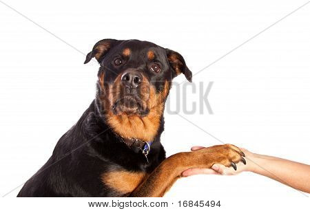 Izolované žena Rotvajler