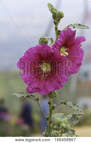 Closeup Pink Hollyhock, Pink Alcea Rosea on mountain