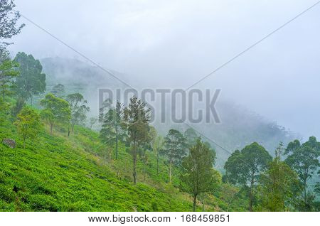 The Foggy Landscape