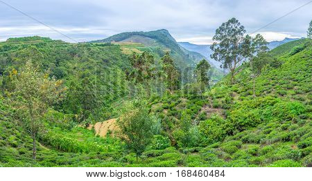 The Low Mountains