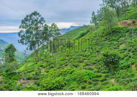 The Tea Plantations