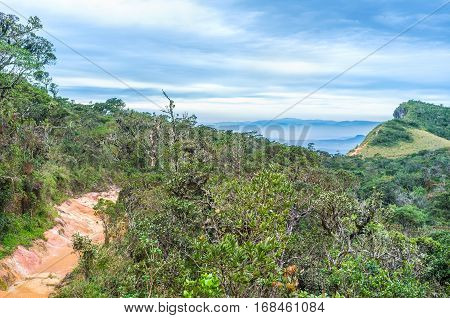 Above The Trees