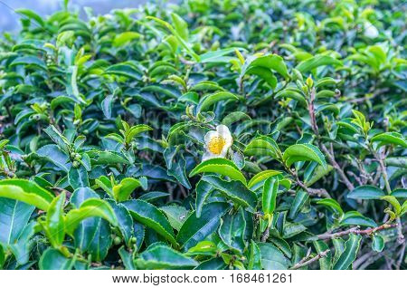 The Tea Flower