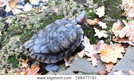 Lake with tortoises in an autumn park.