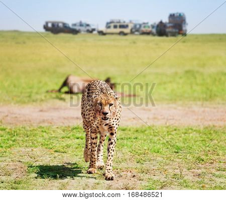 Portrait of African cheetah looking at camera after feasting on kill, Kenya