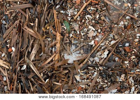 Belarus Minsk sea - March 7 2016 Spring beach near Minsk Sea is littered with a motley seashells and stones raw broken branches of a plants.