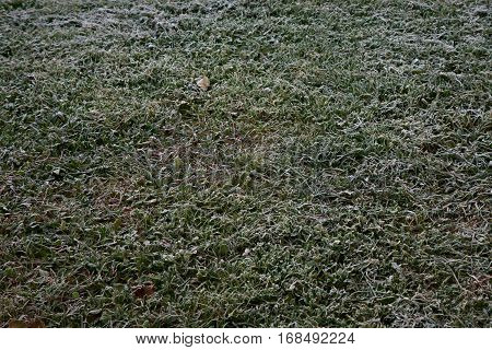 Belarus-  Frosty autumn morning green grass the first frost on the grass harmony on earth soft grass cold frosty weather