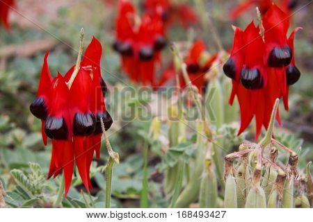 Desert Pea in the Simpson Desert in Outback Western Australia