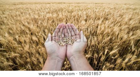 Hands of the grain-grower against a wheaten field