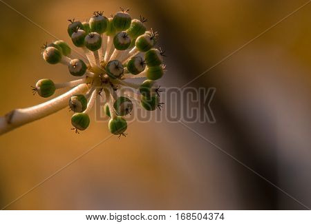 Close up of a small plant with round green buds and white stems