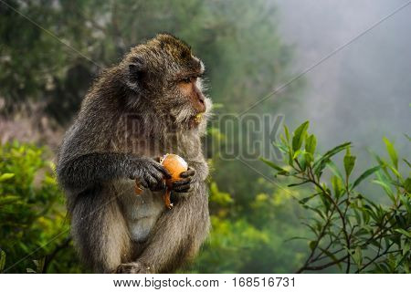 A Balinese long-tailed monkey eats a stolen boiled egg in the undergrowth of Mount Batur. It's mouth is covered with egg.
