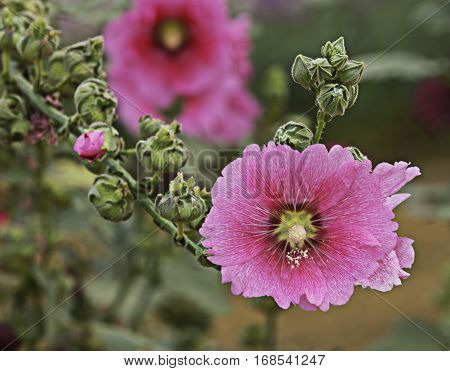 Soft Focus Closeup Pink Hollyhock Flower (Alcea Rosea)
