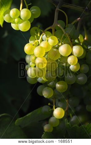 Lumière et raisins savoureuses