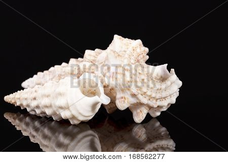 Sea shells of auger snail isolated on black background reflection