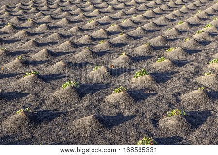 Pattern Of Field With Vegetables Growing On Volcanic Earth