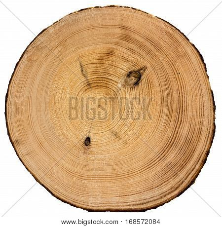 Cross section of tree trunk isolated on white background texture