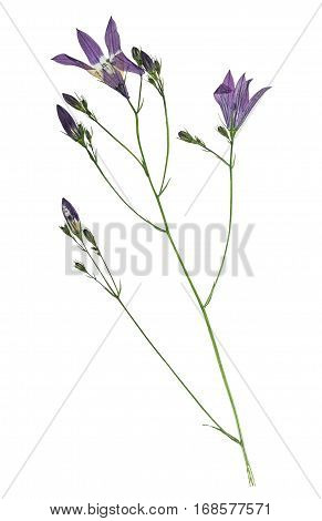 Pressed and dried flowers campanula. Isolated on white background. For use in scrapbooking floristry (oshibana) or herbarium.