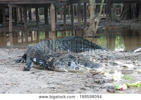 Black Caiman At Yacuma National Park, Bolivia