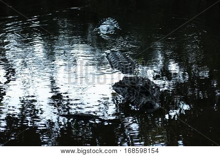 Black Alligator Hidden In The River Yacuma