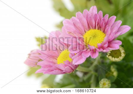 Spray Type Of Pink Chrysanthemum In Closed-up.