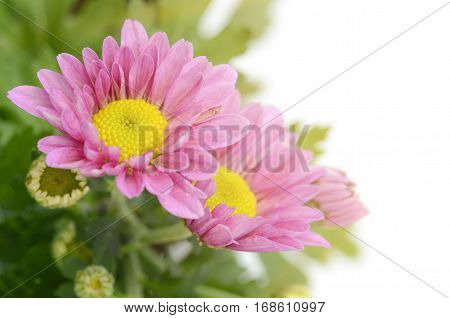 Spray Type Of Pink Chrysanthemum In Closed-up.